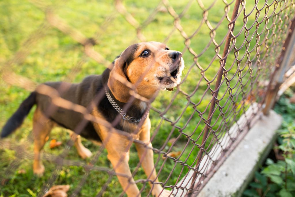 dog friendly fences